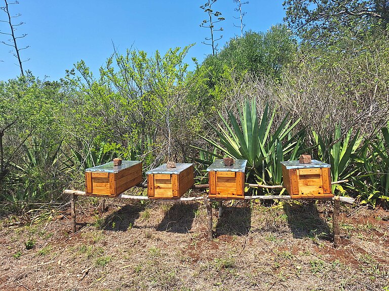Eswatini_2024_Bienenzucht Vier selbstgebaute Bienenstöcke sind vor einem grünen Busch auf einem Holzbalken angebracht.
