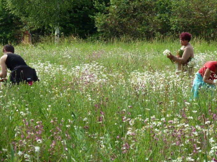 Erwachsene pflücken Blumen