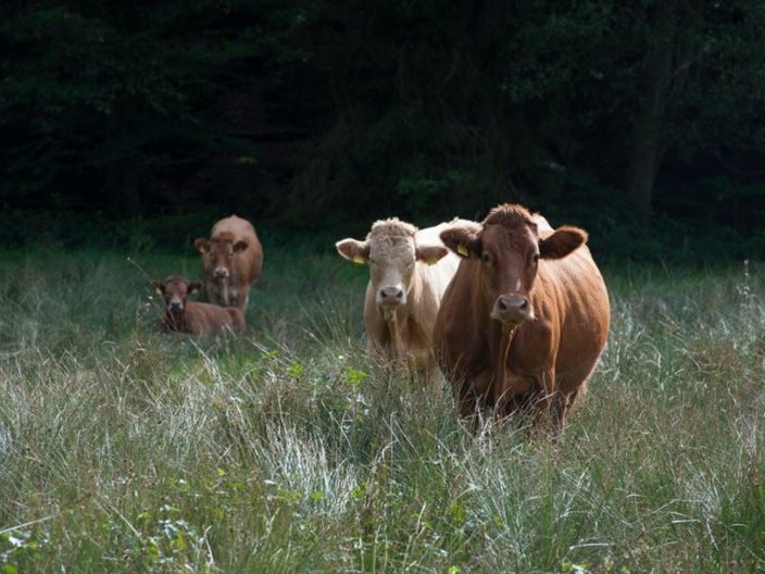 Vier süße Kühe auf einer Wiese