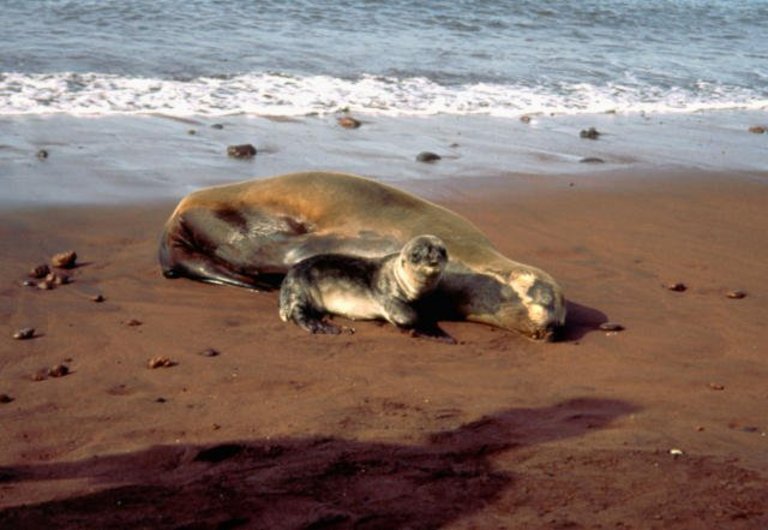 Galapagos-Inseln (Ecuador)