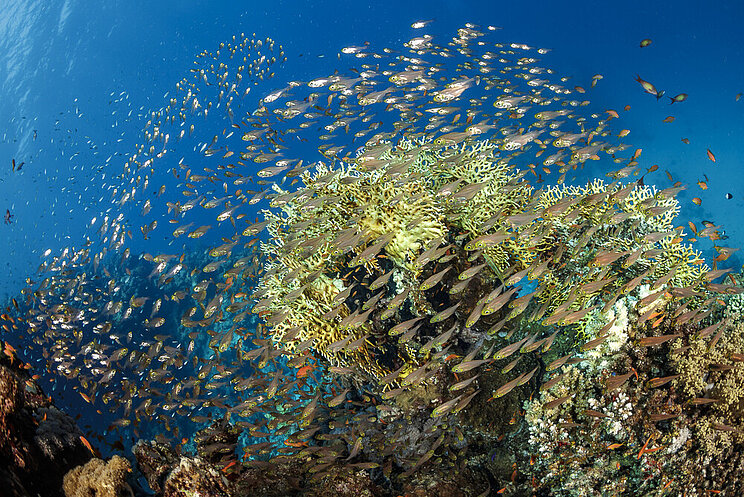 Coral Reefs in the Gulf of Aqaba, Red Sea in the Kingdom of Saudi Arabia Gulf of Aqaba Coral Reefs in the Gulf of Aqaba, Red Sea in the Kingdom of Saudi Arabia Gulf of Aqaba - Korallenriff und Fische