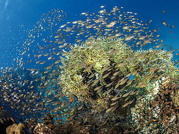 Coral Reefs in the Gulf of Aqaba, Red Sea in the Kingdom of Saudi Arabia Gulf of Aqaba - Korallenriff und Fische