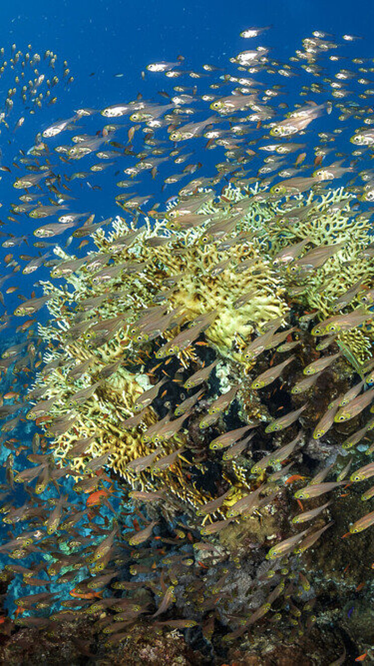 Coral Reefs in the Gulf of Aqaba, Red Sea in the Kingdom of Saudi Arabia Gulf of Aqaba Coral Reefs in the Gulf of Aqaba, Red Sea in the Kingdom of Saudi Arabia Gulf of Aqaba - Korallenriff und Fische