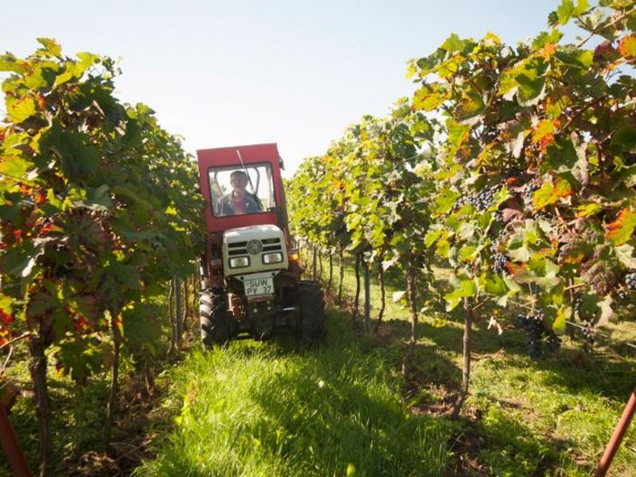 Traktor in den Weinbergen