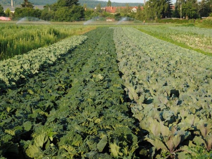 Salatfeld