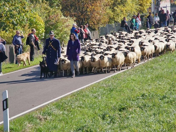 Schafherde auf einer Landstraße