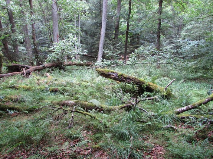 Blick in einen Mischwald