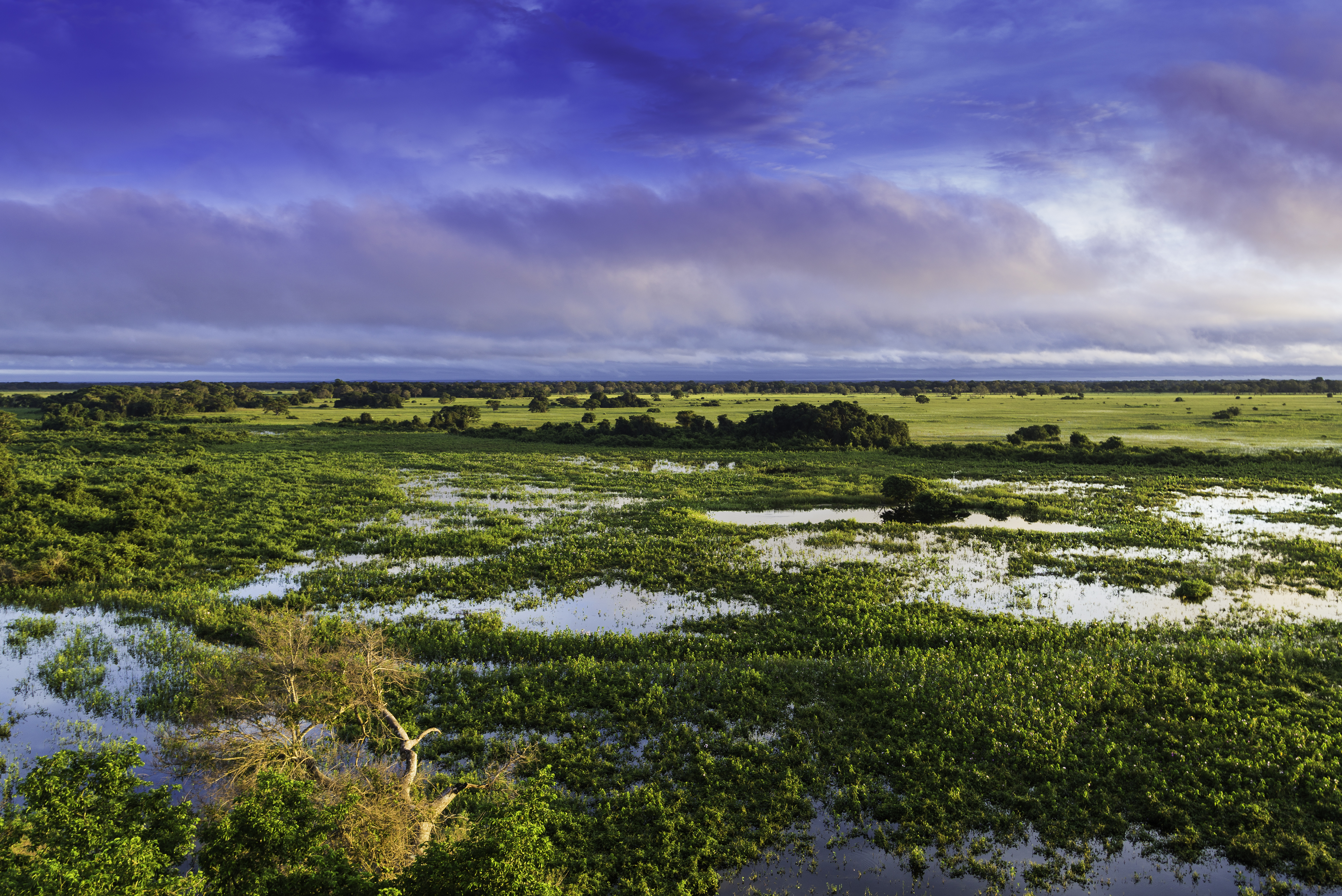 Blick auf das Feuchtgebiet Pantanal in Brasilien