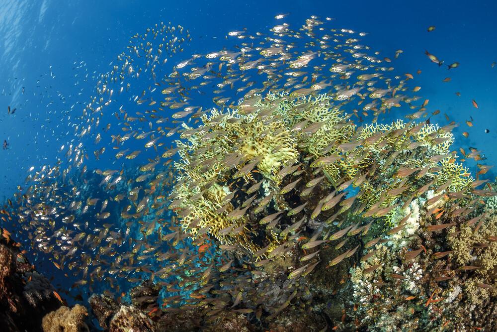 Coral Reefs in the Gulf of Aqaba, Red Sea in the Kingdom of Saudi Arabia Gulf of Aqaba Coral Reefs in the Gulf of Aqaba, Red Sea in the Kingdom of Saudi Arabia Gulf of Aqaba - Korallenriff und Fische
