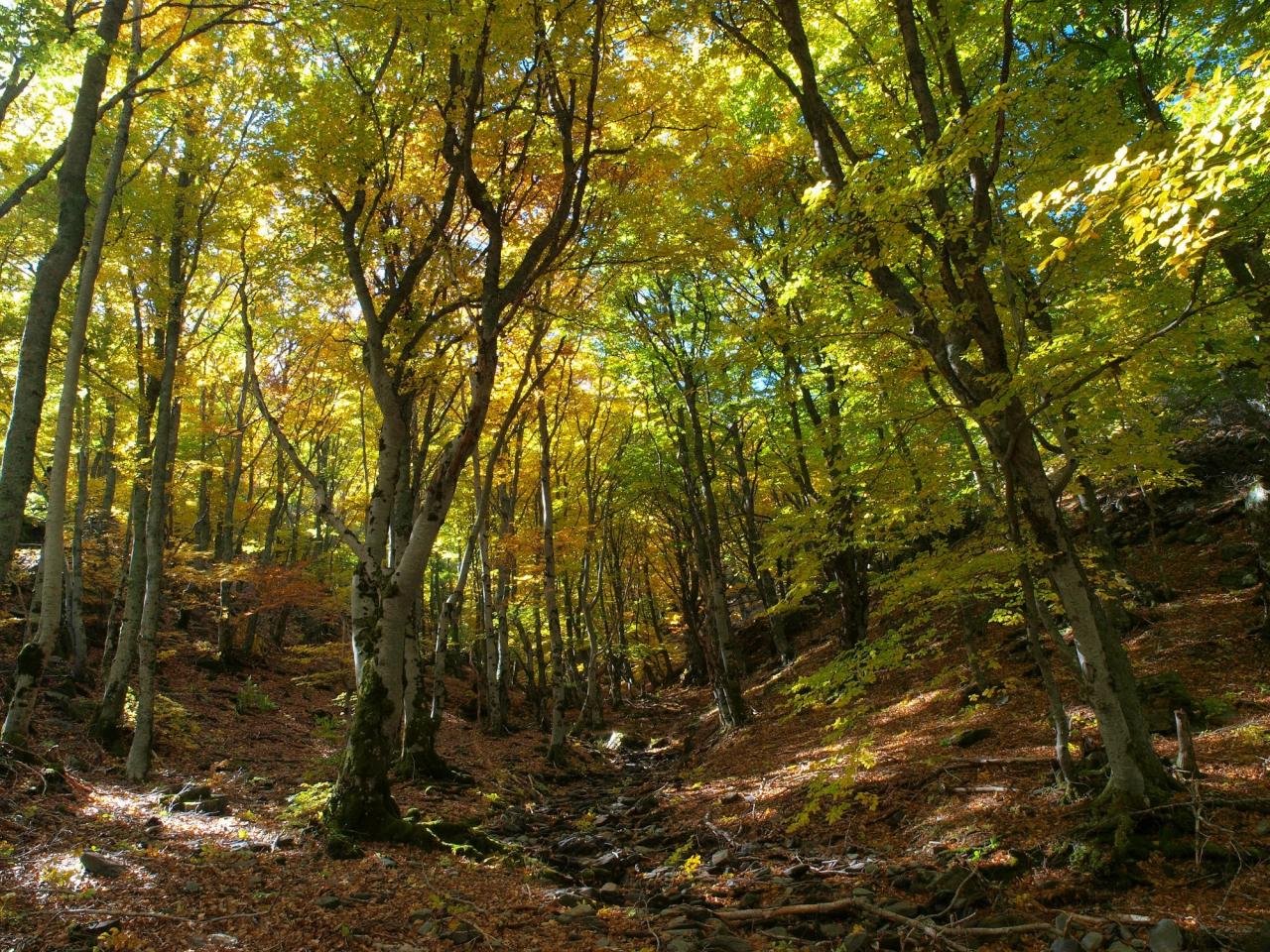 Alte Buchenwälder und Buchenurwälder der Karpaten und anderer Regionen Europas - Hayedos de Ayllón