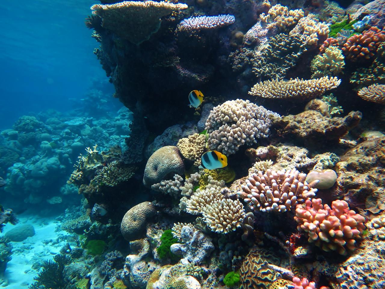 Great Barrier Reef (Australien)