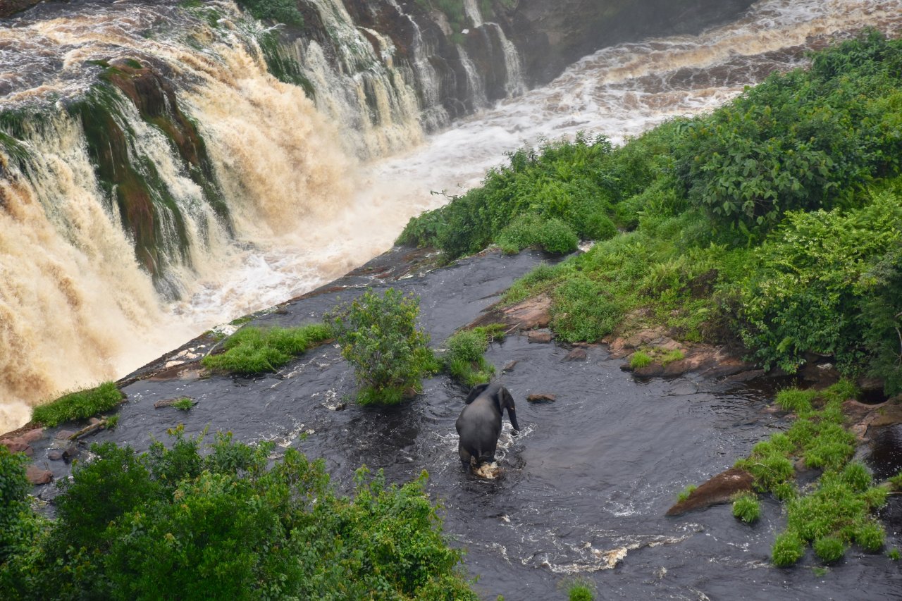 Luftaufnahme von mehreren Wasserfällen, die in einem Fluss zusammenfließen. Auf einem Plateau watet ein Elefant durch das Wasser. 