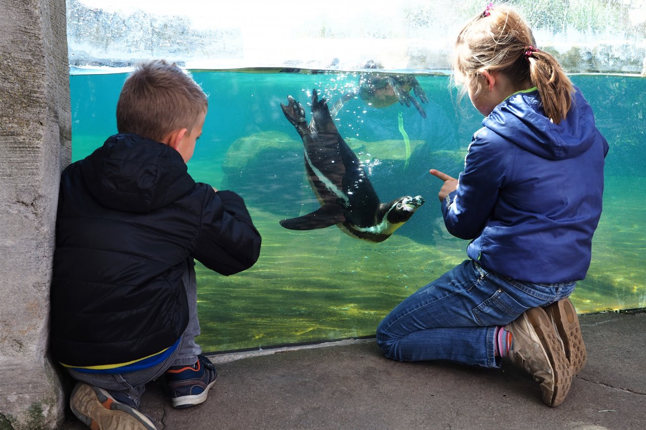 Zwei Kinder begegnen einem Pinguin unter Wasser.