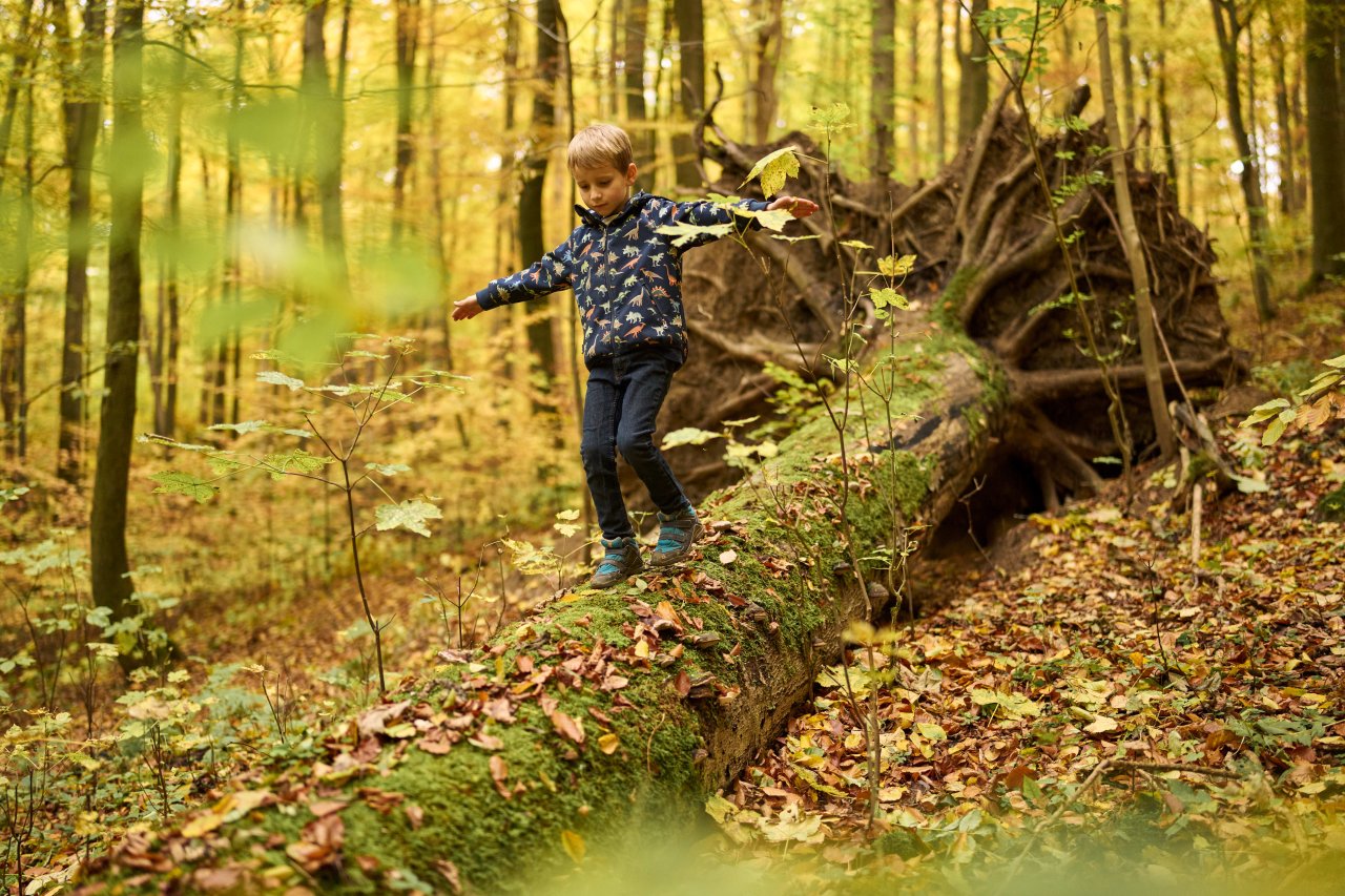Ein kleiner Junge mit einer blauen Dinojacke balanciert auf einem alten umgefallenen Totholzstamm mit großem Wurzelteller.