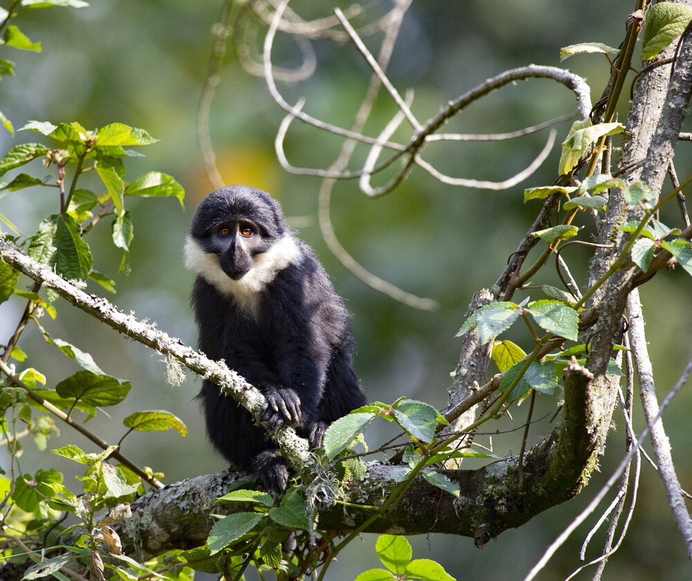 Der l'Hoest's Affe sitzt in einem Baum und blickt in die Kamera. Der Affe ist ein kleinerer Affe mit schwarzem Fell und einem weißen Kranz um den Nacken.