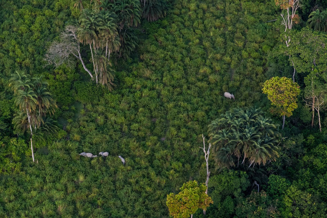 Luftaufnahme einer bewachsenen, grünen Fläche, über die Elefanten ziehen.