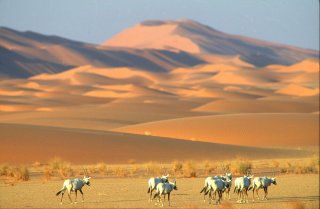 Herde von weißen Gazellen laufen vor einem Wüstenpanorama. 