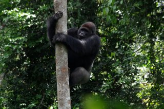 Gorilla in der Totalen klettert einen schmalen Baum hoch. 