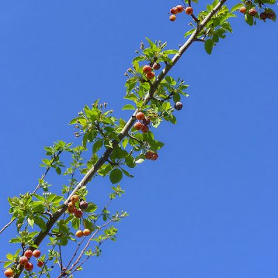 Ast eines Asiatischen Wildapfelbaums mit Früchten 