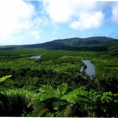 Blick von einem Hang auf einen dichten Mangrovenwald durch den sich ein Fluss zieht.