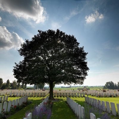 Ansicht eines Friedhofs mit hunderten aufgereihten Krieggräbern. In der Mitte steht ein großer Laubbaum.